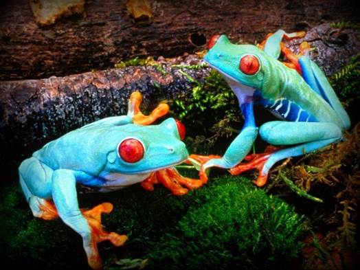 Aprende técnicas y acciones para la conservación de la biodiversidad del planeta con este doctorado