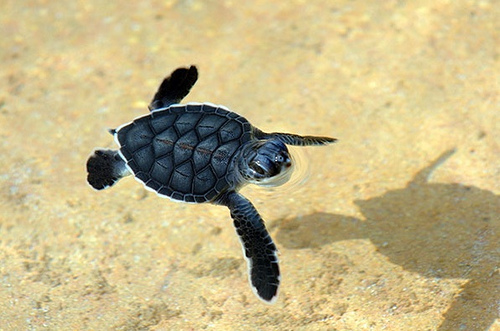 Oceana reclama una nueva política europea para salvar la biodiversidad marina