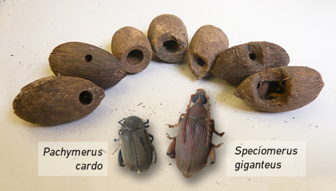 La pérdida de depredadores reduce la diversidad de sus presas
