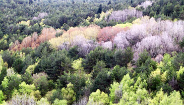 Un estudio explica la diversidad relacionándola con leyes físicas