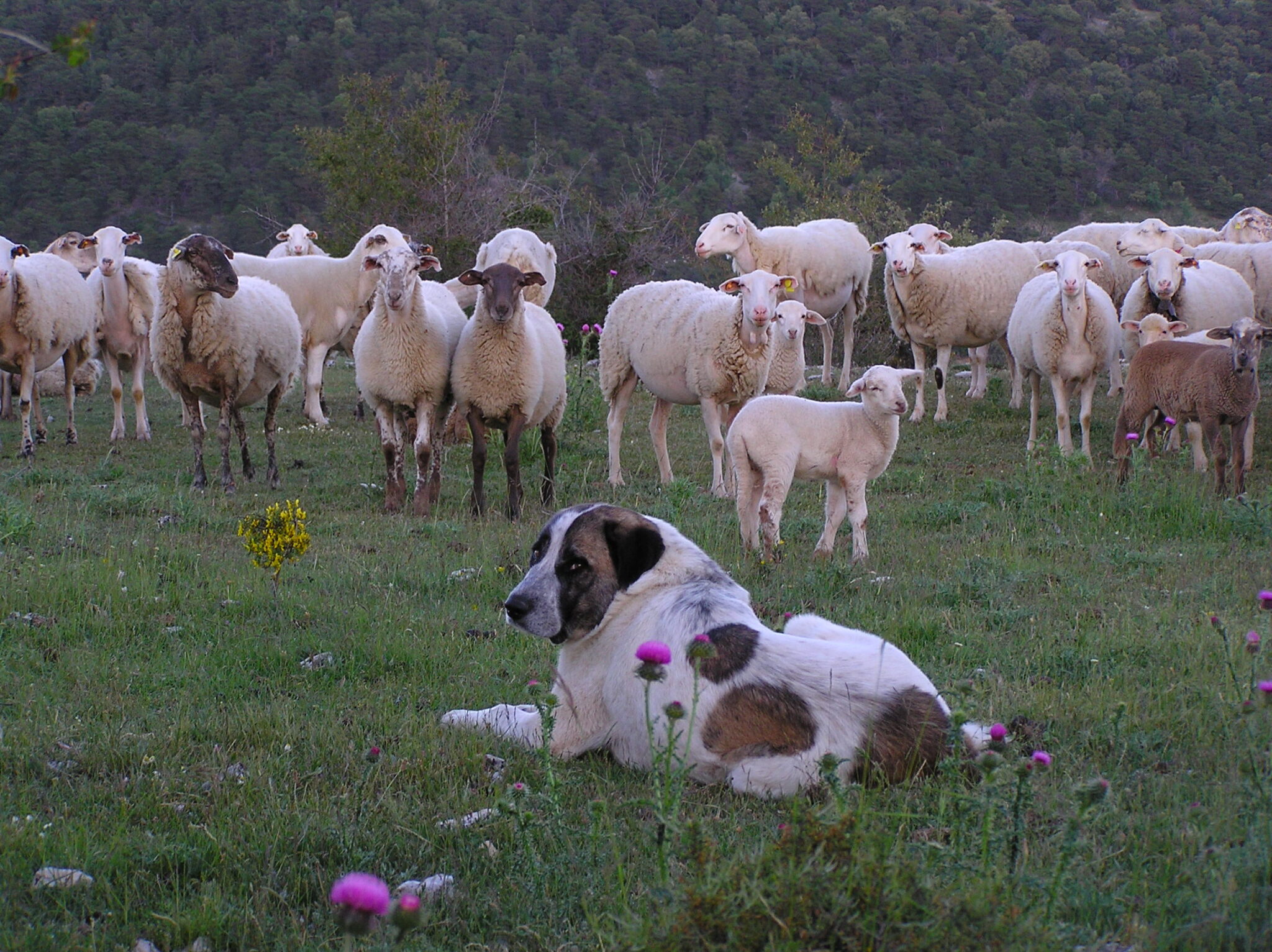 Éxito de los talleres que se han celebrado en Guadalajara sobre coexistencia de ganadería extensiva y lobo