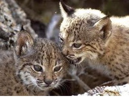 Andalucía comprometida con la recuperación del lince