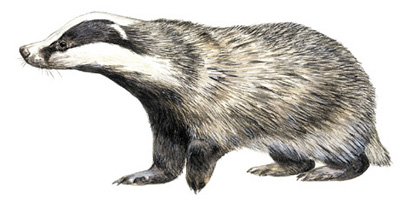 Quieres ser un experto en mamíferos