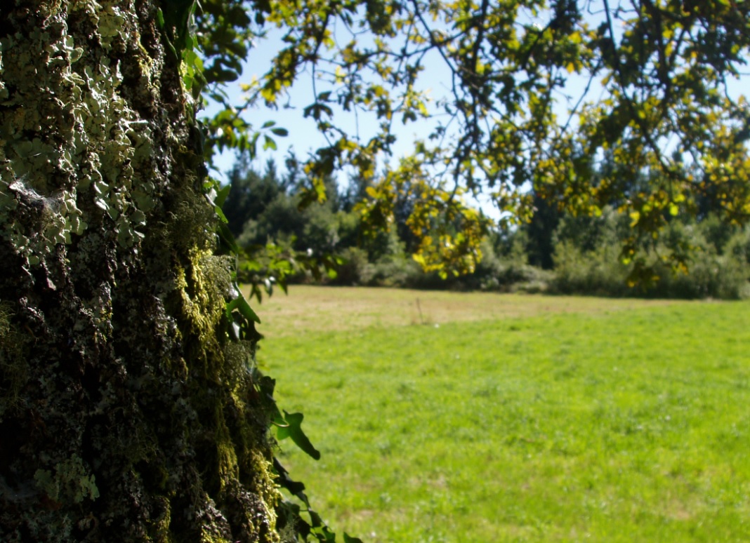 Galicia. ‘Qué árbol es’