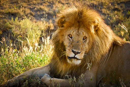 Si asesinaron al célebre Cecil qué les espera a los demás