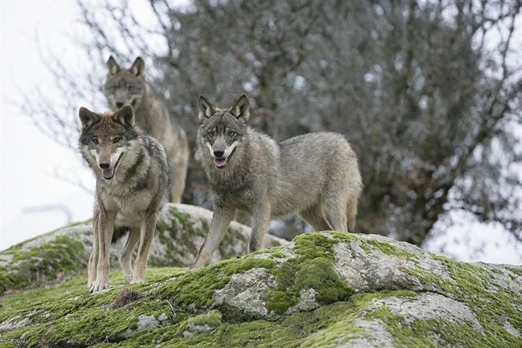 Castilla y León. Ayudas para compensar ataques de lobo y perros asilvestrados