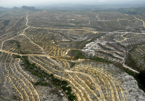 Asia Pulp and Paper ‘renuncia’ a trabajar con madera procedente de bosques naturales