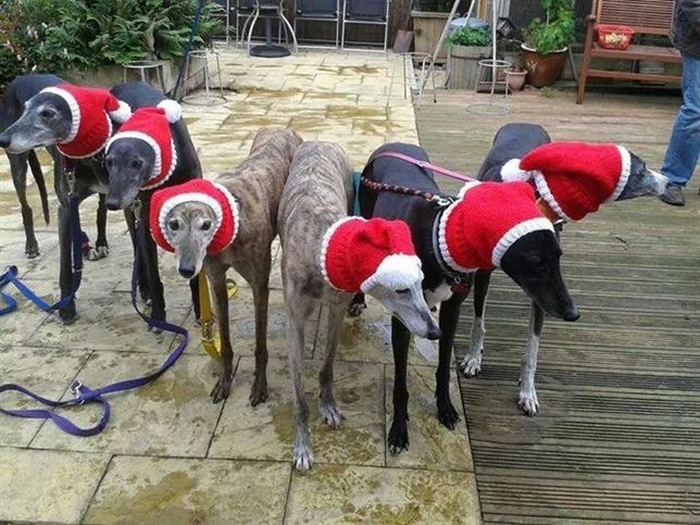 Jerseys para galgos abandonados