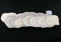 Un algoritmo facilitará la construcción de modelos para estudiar el cambio climático