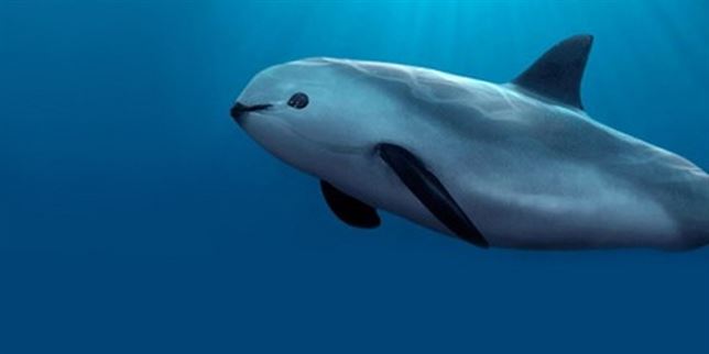 Queda solo 97 ejemplares de vaquita marina en el planeta