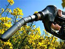 España no quiere limitar la cantidad de alimentos y tierras cultivables destinadas a los agrocombustibles