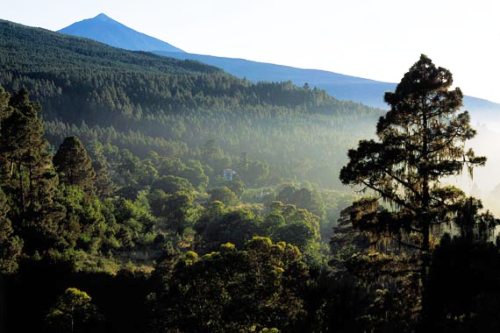 Los pinares de Vilaflor y Guía de Isora  en Tenerife los grandes perjudicados