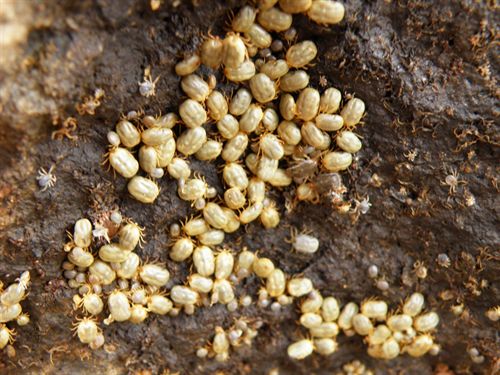 Una garrapata prolifera en la Antártida con la subida de temperaturas