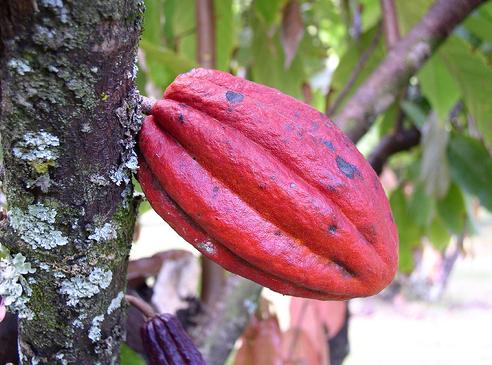 Los productos más vendidos de comercio justo