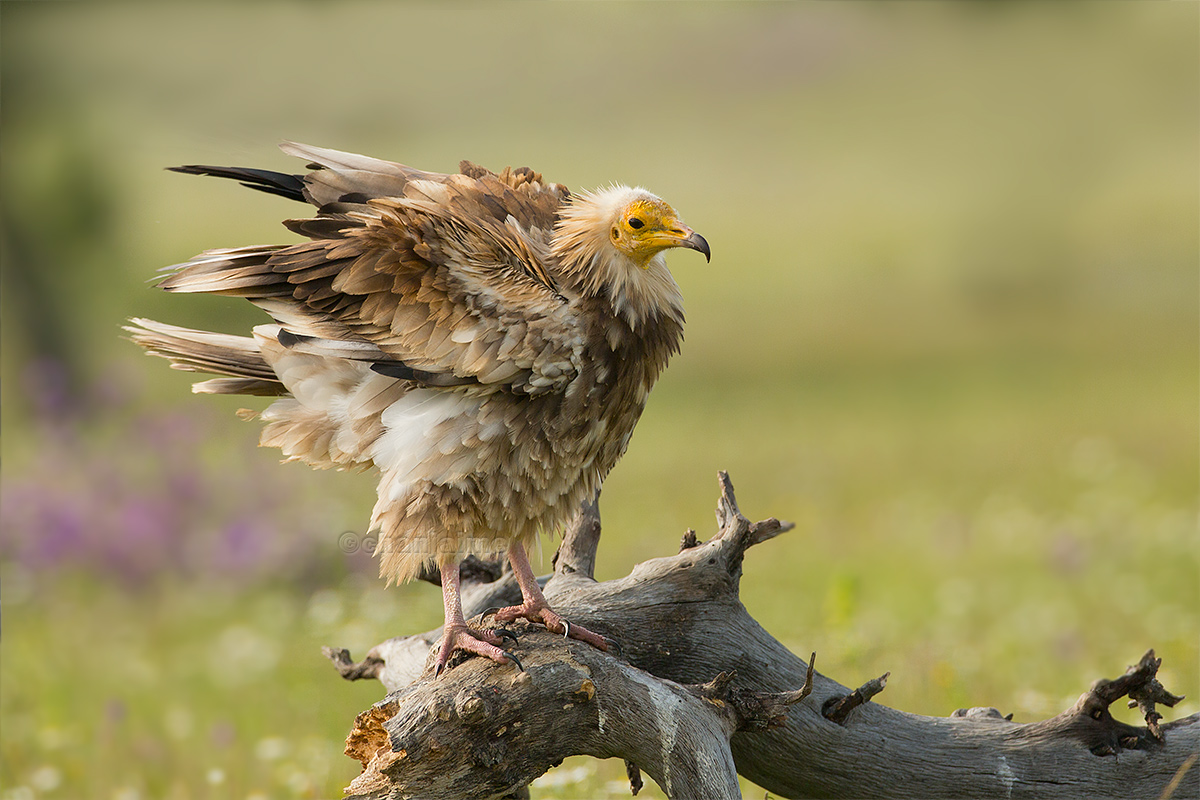 Un pacto con los buitres; muladares sociales II