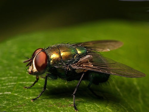 La privación del acto sexual provoca que las moscas consuman más etanol