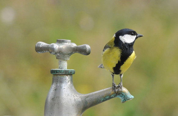 Los pájaros ‘urbanitas’ son muy atrevidos