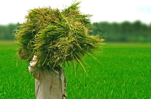 Empleo. Por un futuro agroecológico