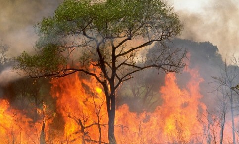 Un año de cárcel por provocar un incendio forestal en Lena (Asturias)