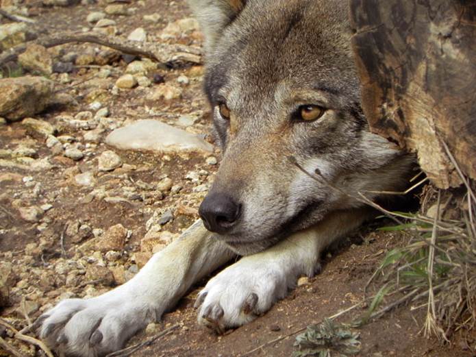 Los ganaderos ‘aplauden con las orejas’ el asesinato de cuatro lobos en Ávila y Salamanca