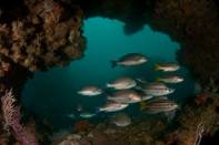 Oceana Aboga por crear 80.000 hectáreas marinas protegidas frente a Doñana