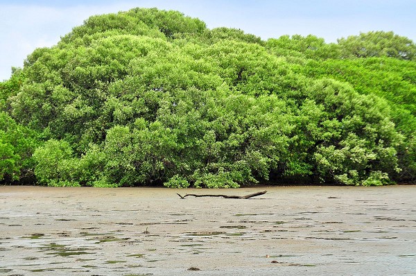 Anam reduce área de manglar