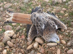 El teléfono SOS VENENO permite denunciar la aparición de dos milanos presuntamente envenenados