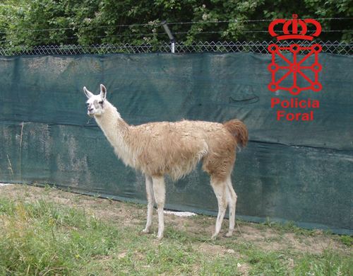 La Policía Foral de Navarra captura una llama en el monte Larun… cerca de Francia