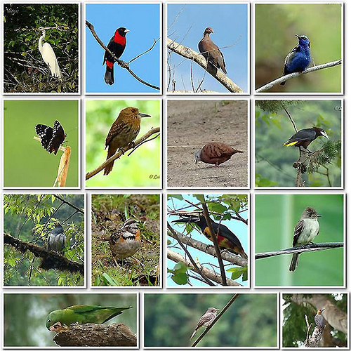 Año Internacional de la Diversidad Biológica