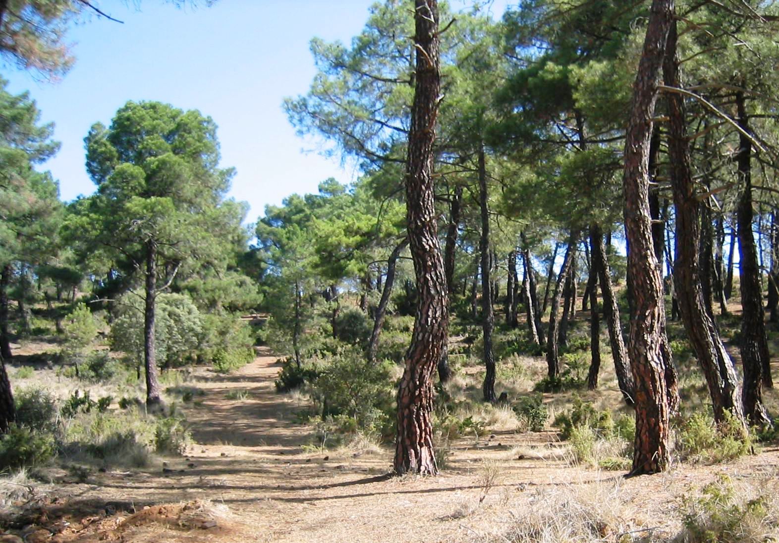 El MARM apoya el sector resinero con 425.000 euros