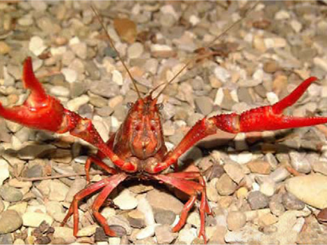 Las especies invasoras