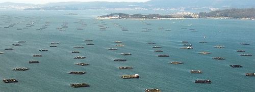 Vea el VIDEO de la riqueza marina de las rías gallegas