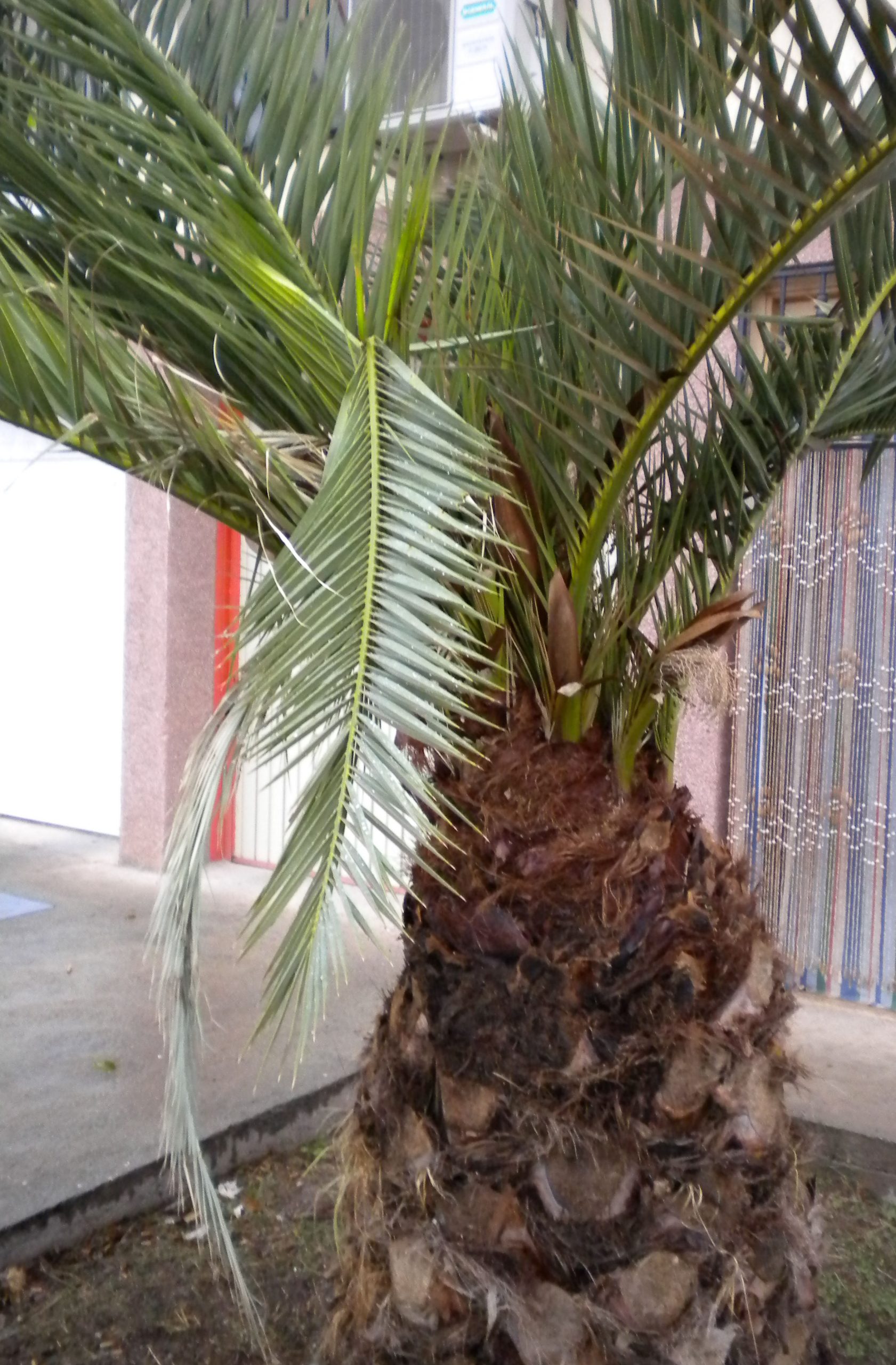 El Gobierno de Aragón pone en marcha un Plan de Acción para erradicar un foco de picudo rojo