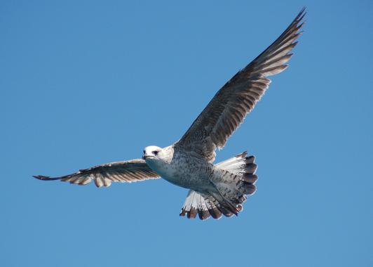 Las pardelas cenicientas del litoral catalán ‘atiborradas’ de plastico