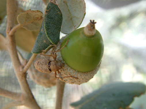 La falta de lluvia y el gorgojo macho