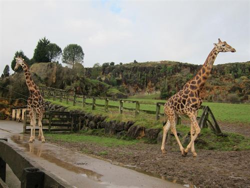 El Gobierno cántabro descarta cierres puntuales en el parque de Cabárceno
