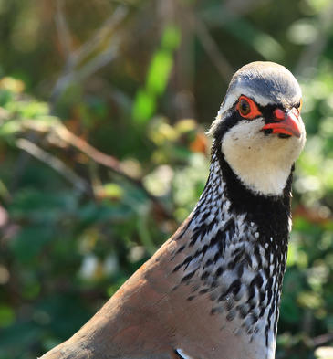 El vistoso babero de la perdiz esconde una geometría fractal