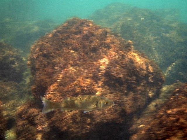 Más de mil especies conforman la biodiversidad de los volcanes de fango en el Golfo de Cádiz