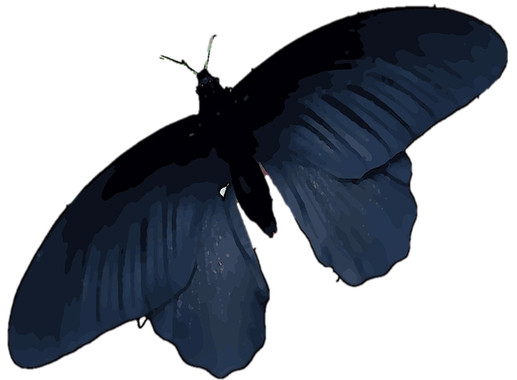 Las alas de la mariposa negra tienen el secreto para mejorar las células solares