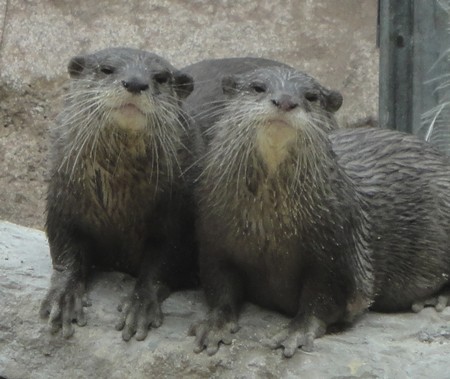 El Zoo Aquarium de Madrid recibe cinco ejemplares de nutrias de uñas cortas