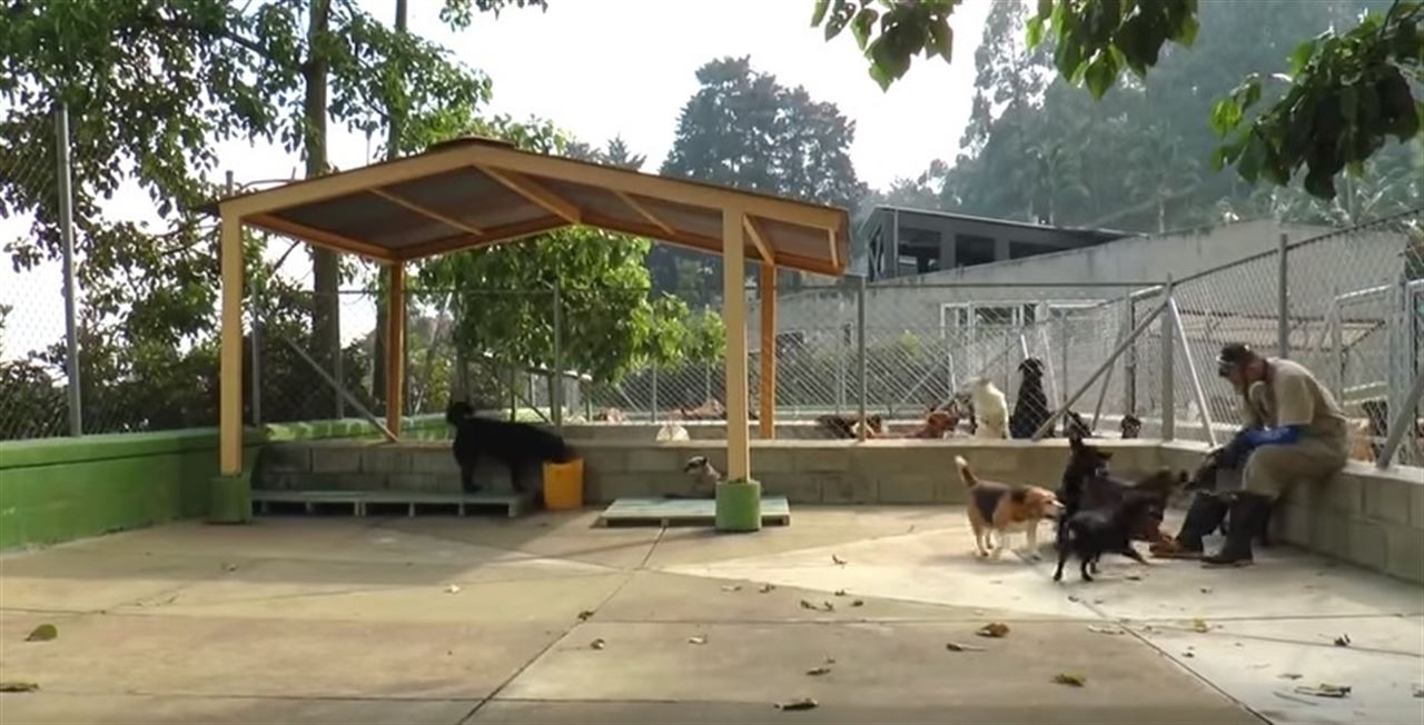 Colombia aprueba una ley que protege a sus animales