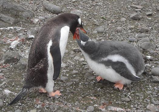 Varias cepas de un hongo atacan a los pingüinos cautivos