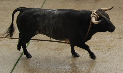 Expedientado el Ayuntamiento de Astudillo por celebrar un toro ensogado