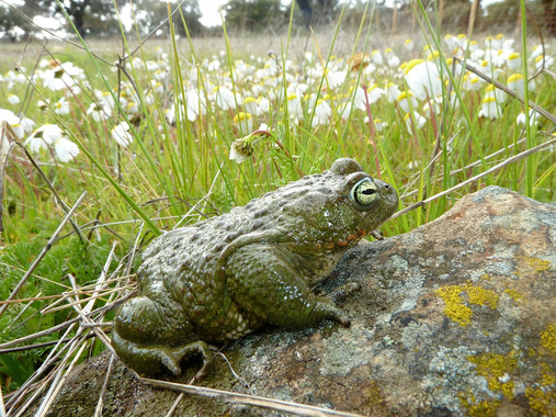Cómo detectan la lluvia los sapos