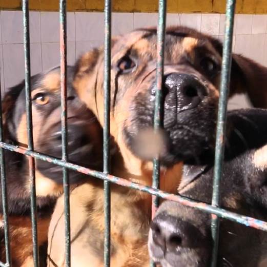 Logroño implementará una nueva Ordenanza de Animales que incluirá el apadrinamiento y la esterilización