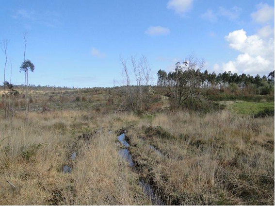 Asturias. El Principado autoriza sin estudio de impacto ambiental la nueva Planta de biomasa en Villaviciosa