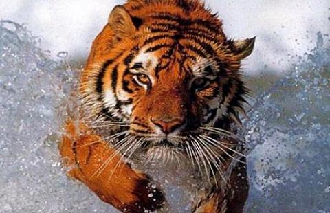 La pérdida de biodiversidad continuará durante el siglo XXI pero podría ralentizarse