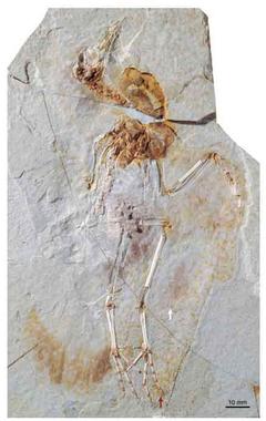 Un fósil revela nuevas pistas sobre el vuelo de las aves antiguas