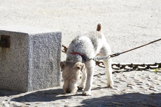 La Ley de Bienestar Animal de Castilla – La Mancha incrementará las sanciones