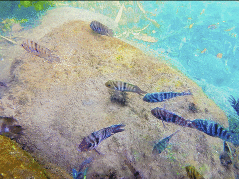 Especies invasoras amenazan especies acuáticas